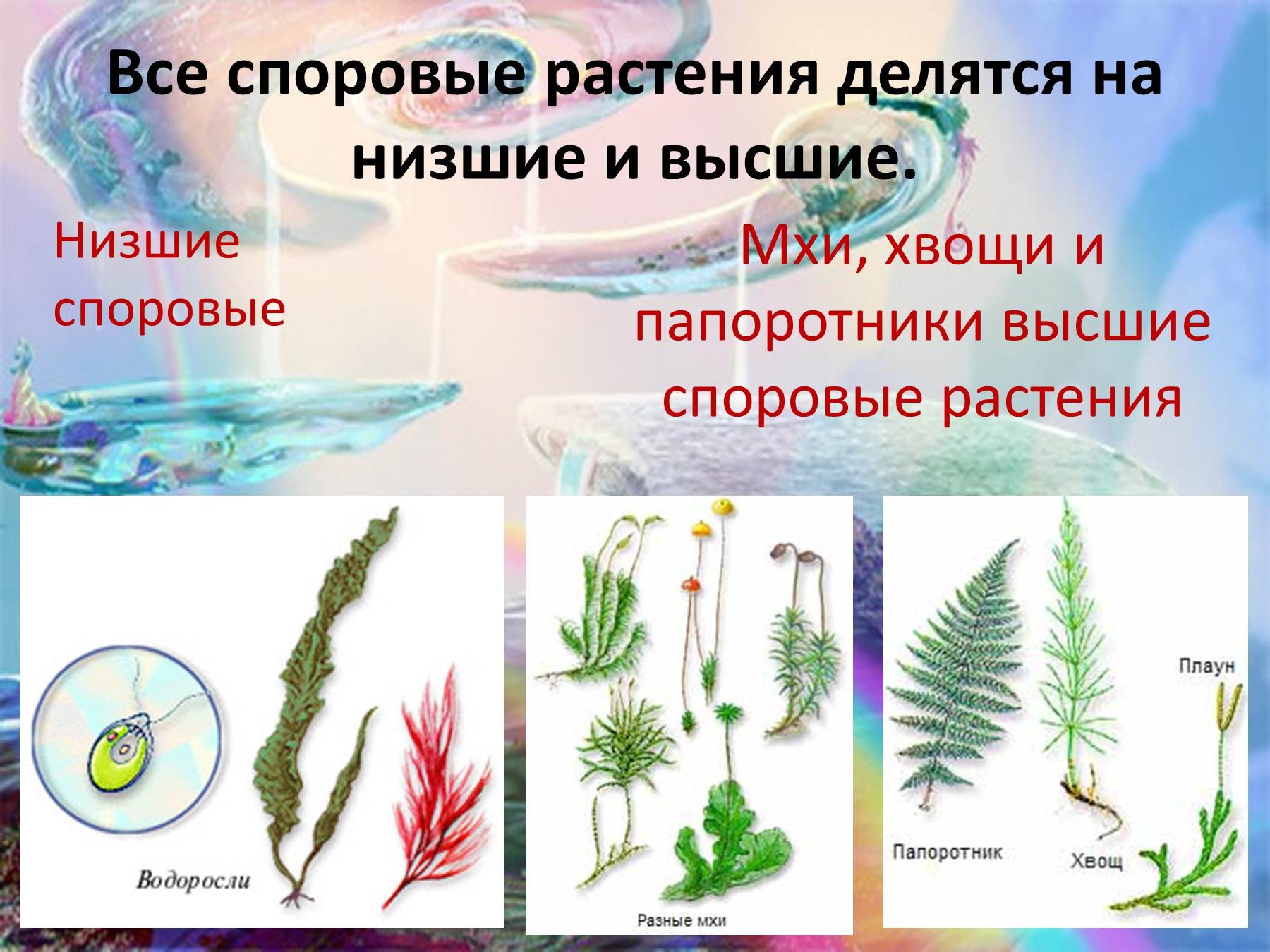 Приведите по три примера растений водоросли мхи
