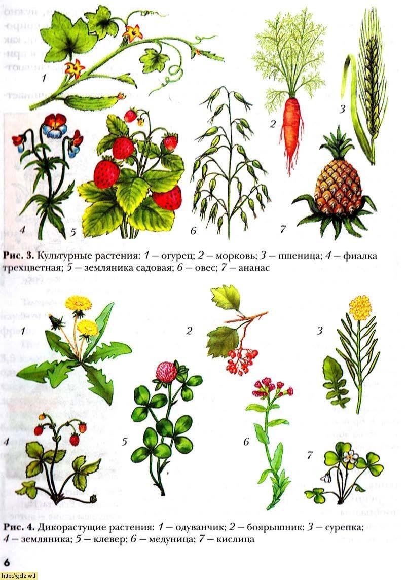 Трава примеры растений. Дикорастущие лекарственные растения. Культурные растения. Дикорастушиеирастания. Дикие растения названия.