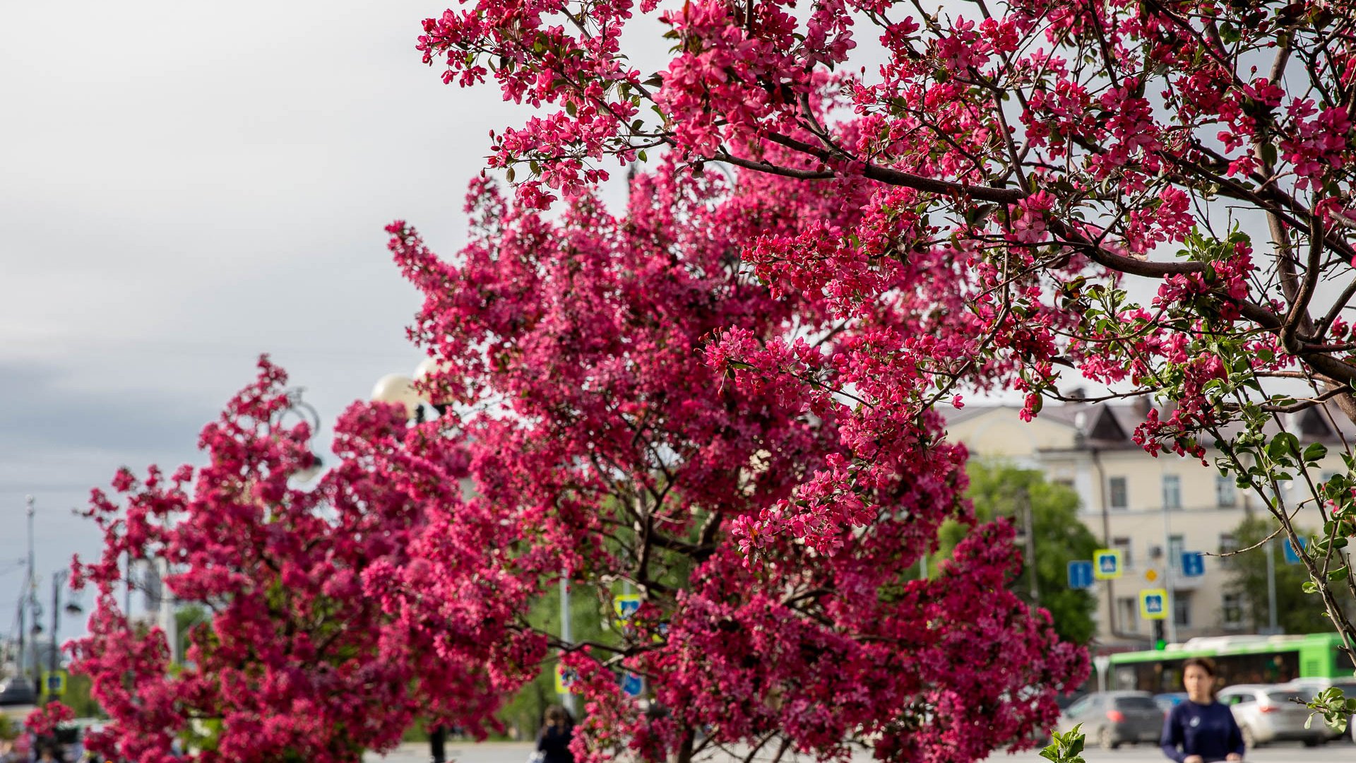 Цветет церцис Севастополь. Цветущее дерево. Розовое дерево. Деревья цветущие розовыми цветами.