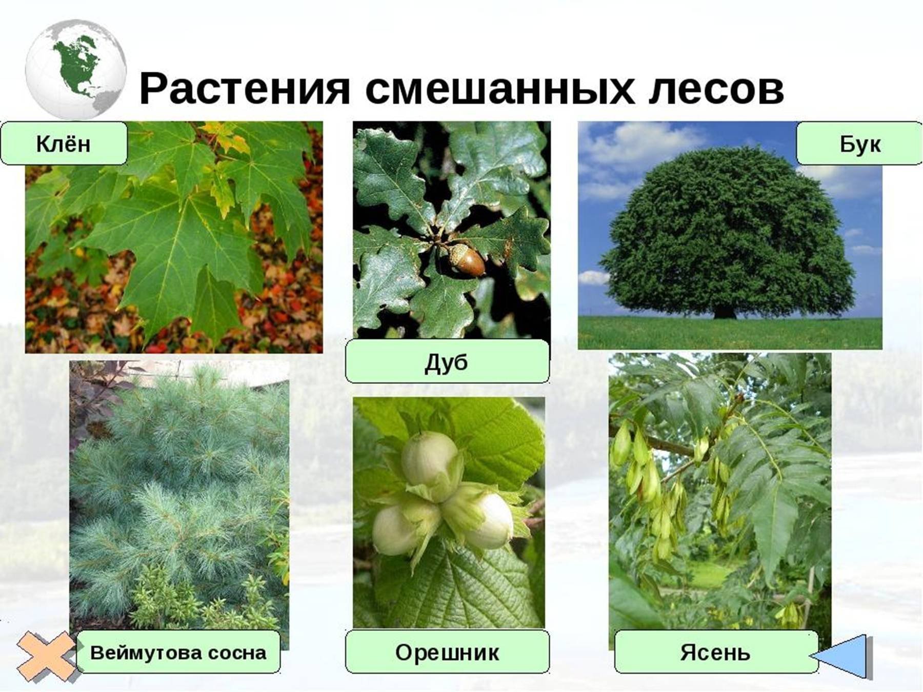 Растения в смешанных широколиственных лесах евразии - 45 фото