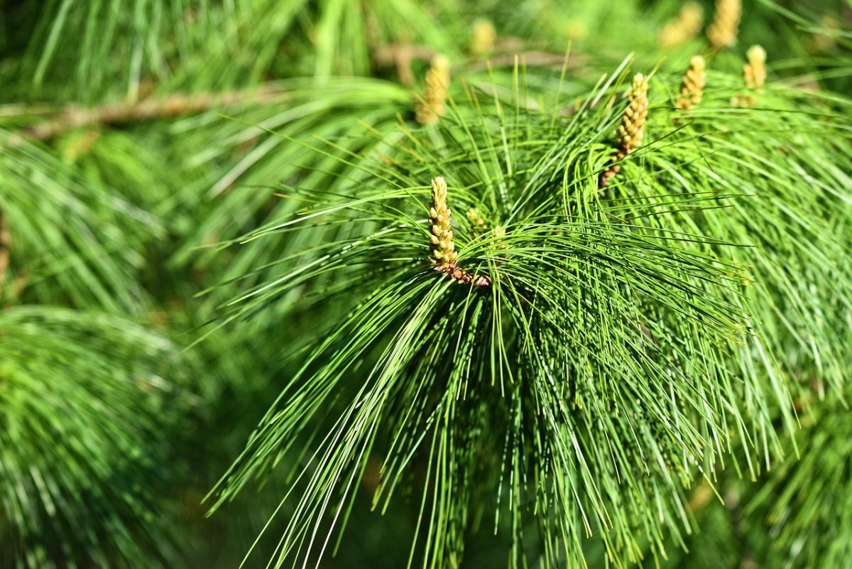 Тонкая хвойная. Pinus wallichiana. Сосна гималайская Excelsa. Сосна гималайская Pinus wallichiana. Длиннохвойная сосна Монтесумы.
