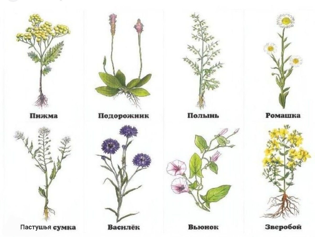 Луговые растения примеры