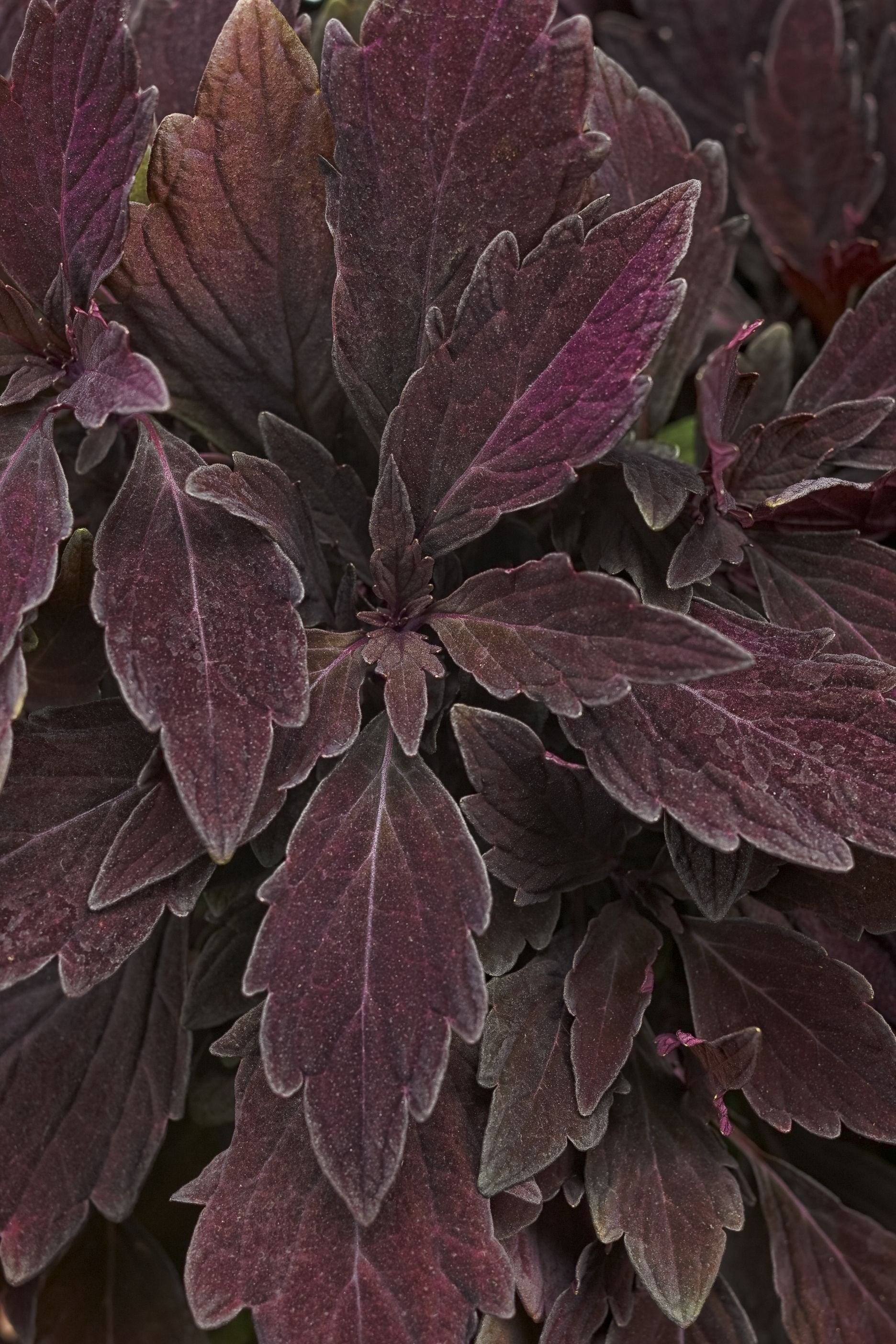 Комнатное растение с темными листьями. Колеус фиолетовый. Соленостемон колеус. Колеус Марунд. Колеус Purple.