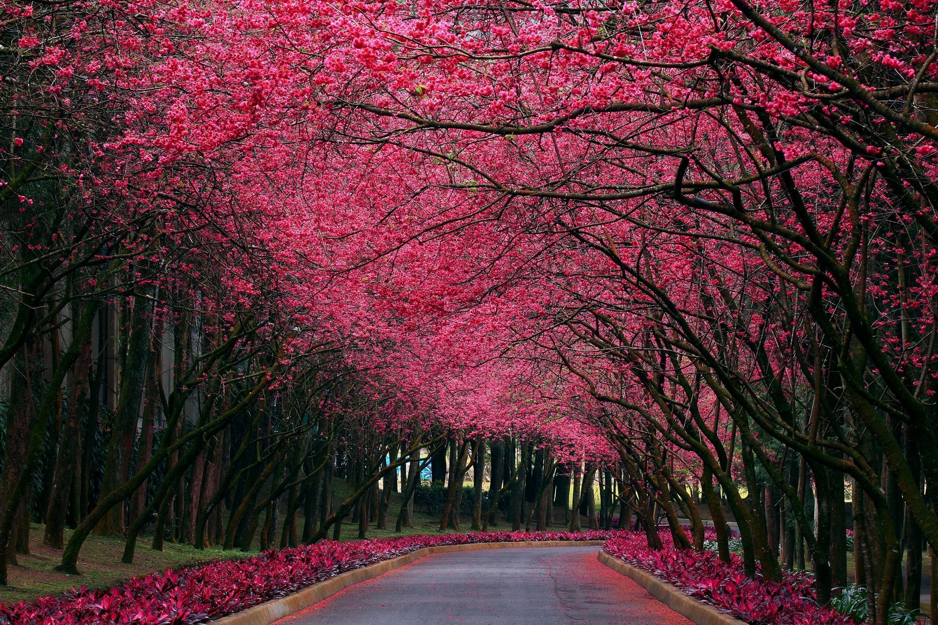 Yellow spring road япония. Черри блоссом Германия. Черри блоссом цветок. Черри блоссом дерево. Pink черри блоссом дерево деревья парк.