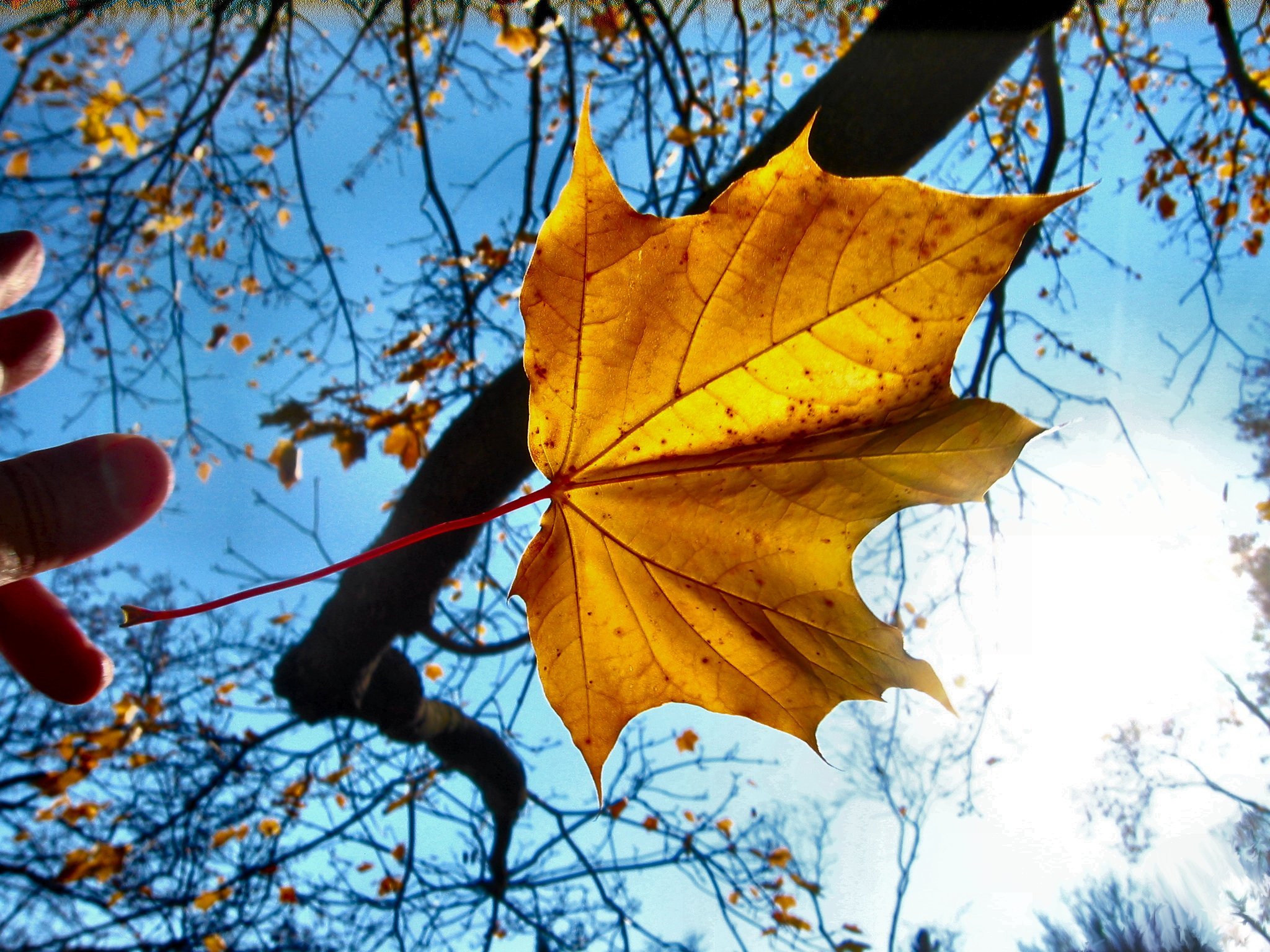 Осень. Желтый лист. Осенние листья. Опавшие кленовые листья. Падают листья и устилают землю