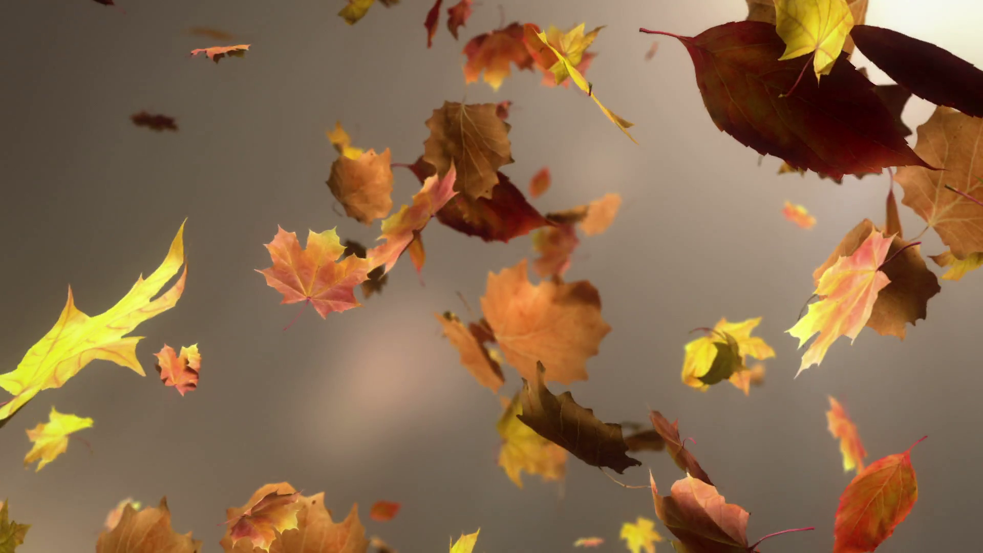 Листья начинают падать. Падающие листья. Лист на ветру. Листья кружатся. Листья кружатся в воздухе.