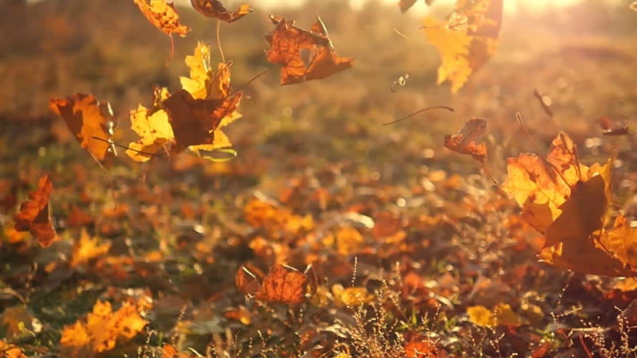 Падающие листья. Падающие осенние листья. Осень листопад. Листья кружатся.