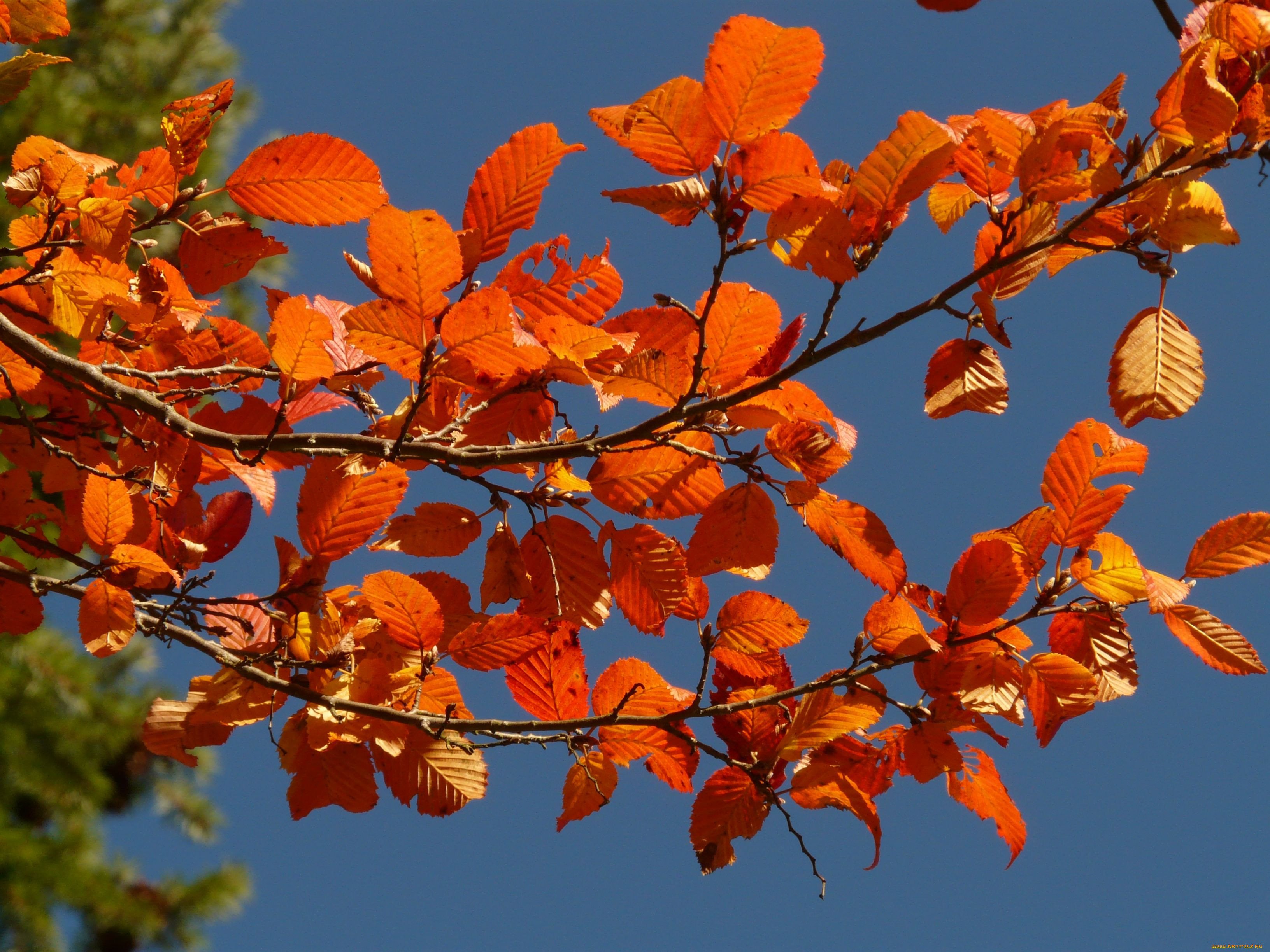лист ольхи осенью