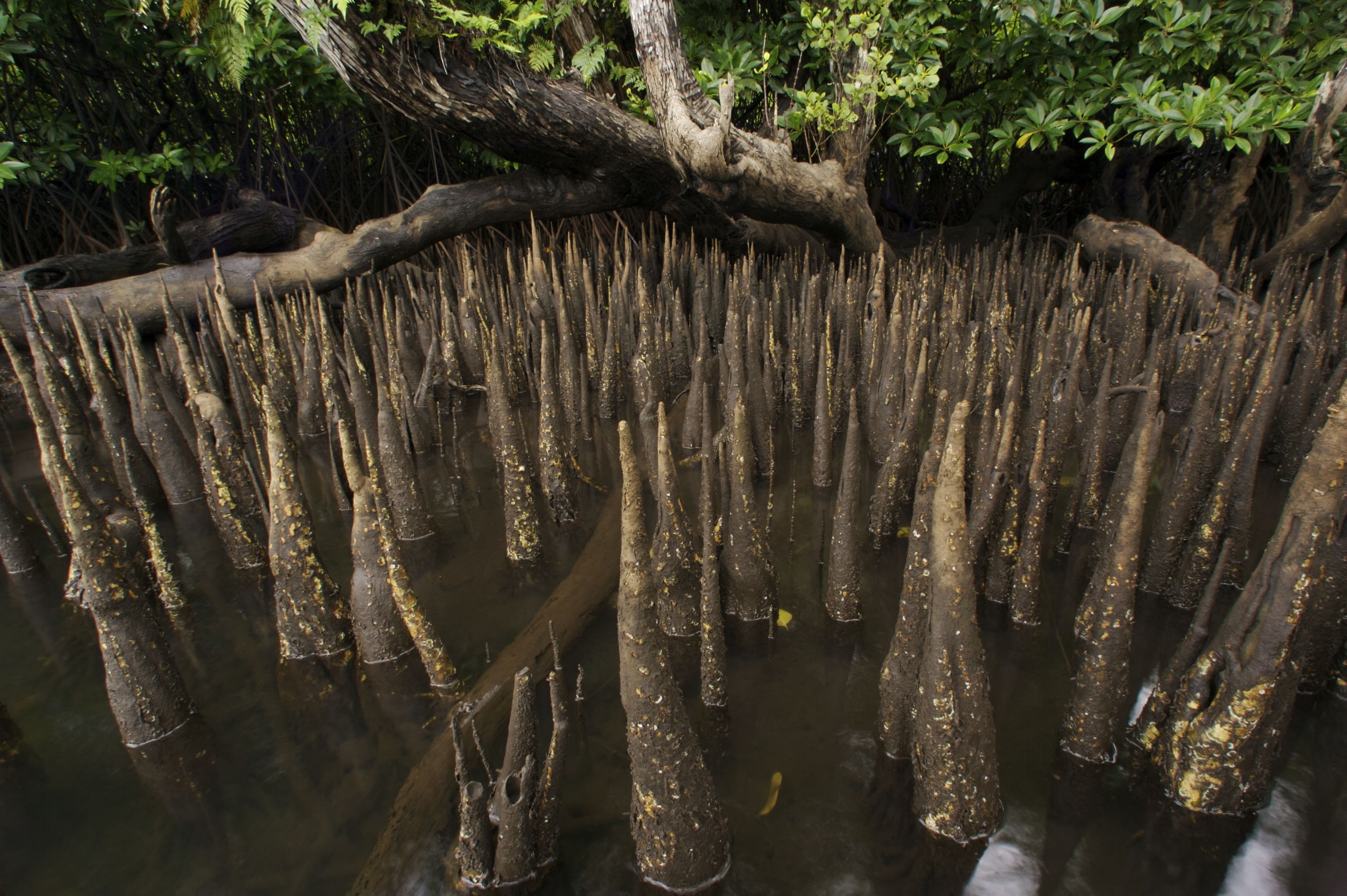 Пневматофоры болотного кипариса. Болотный Кипарис пневматофор. Дыхательные корни мангры. Мангровые заросли дыхательные корни.
