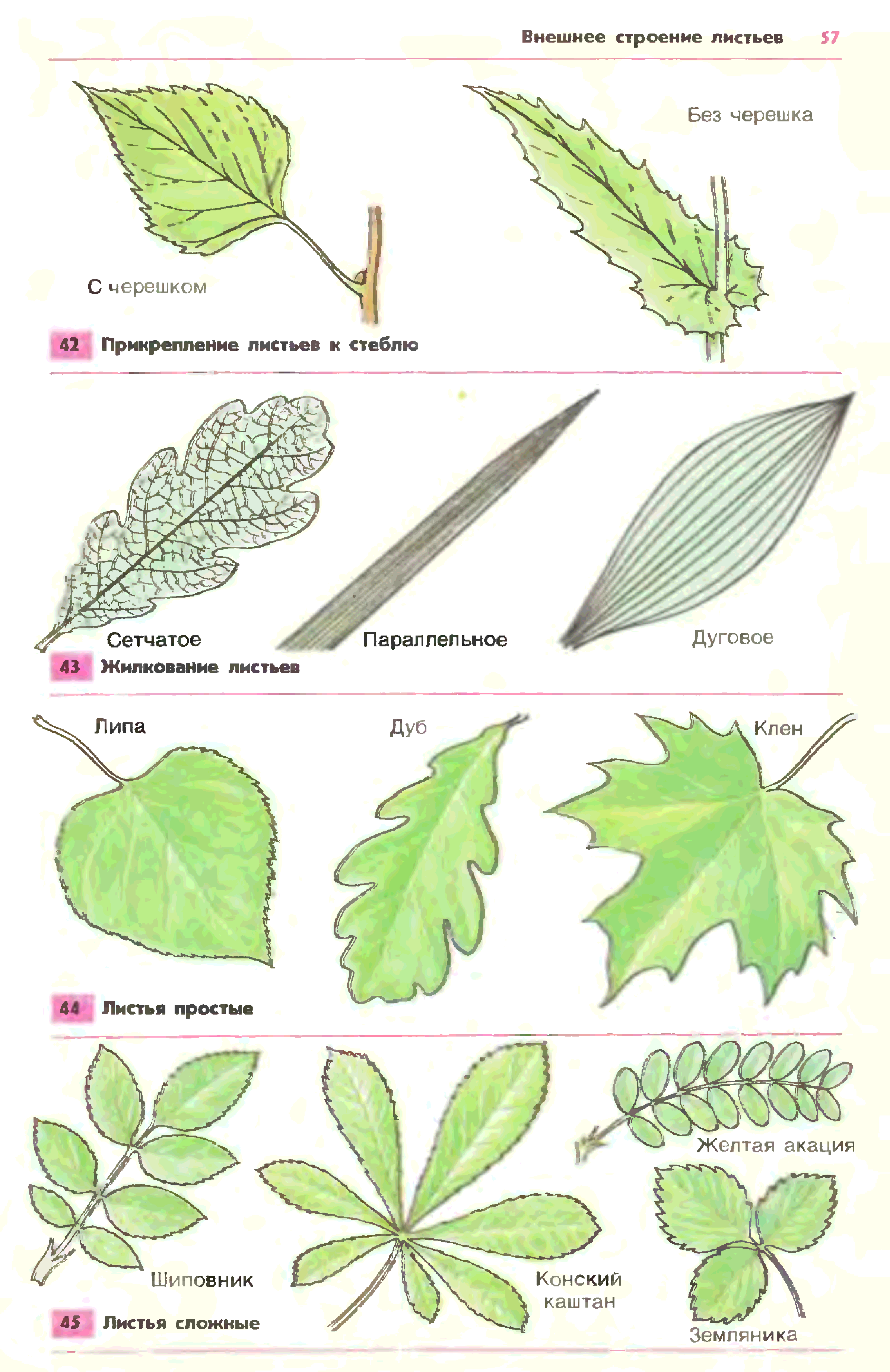 Название растения листья простые. Каштан конский жилкование листа. Форма листовой пластинки клена. Жилкование листа дуба. Жилкование листа каштана.