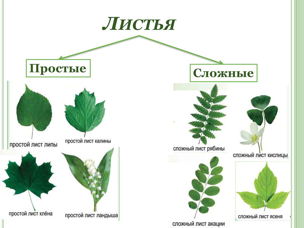Название растения листья простые