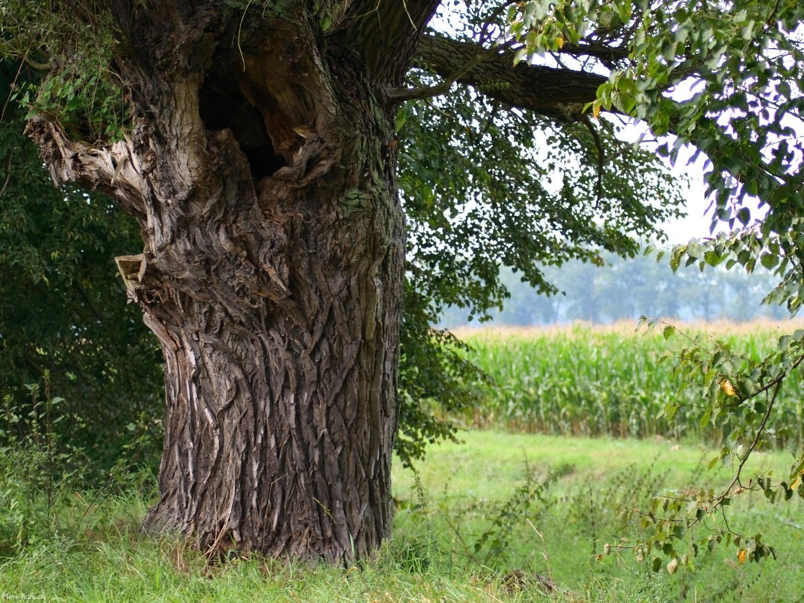 Почему деревья молодые. Тополь черный осокорь Марий Эл. Платан в Самурском лесу. Дерево Платан в Самурском лесу. Дуб черешчатый Льгов.