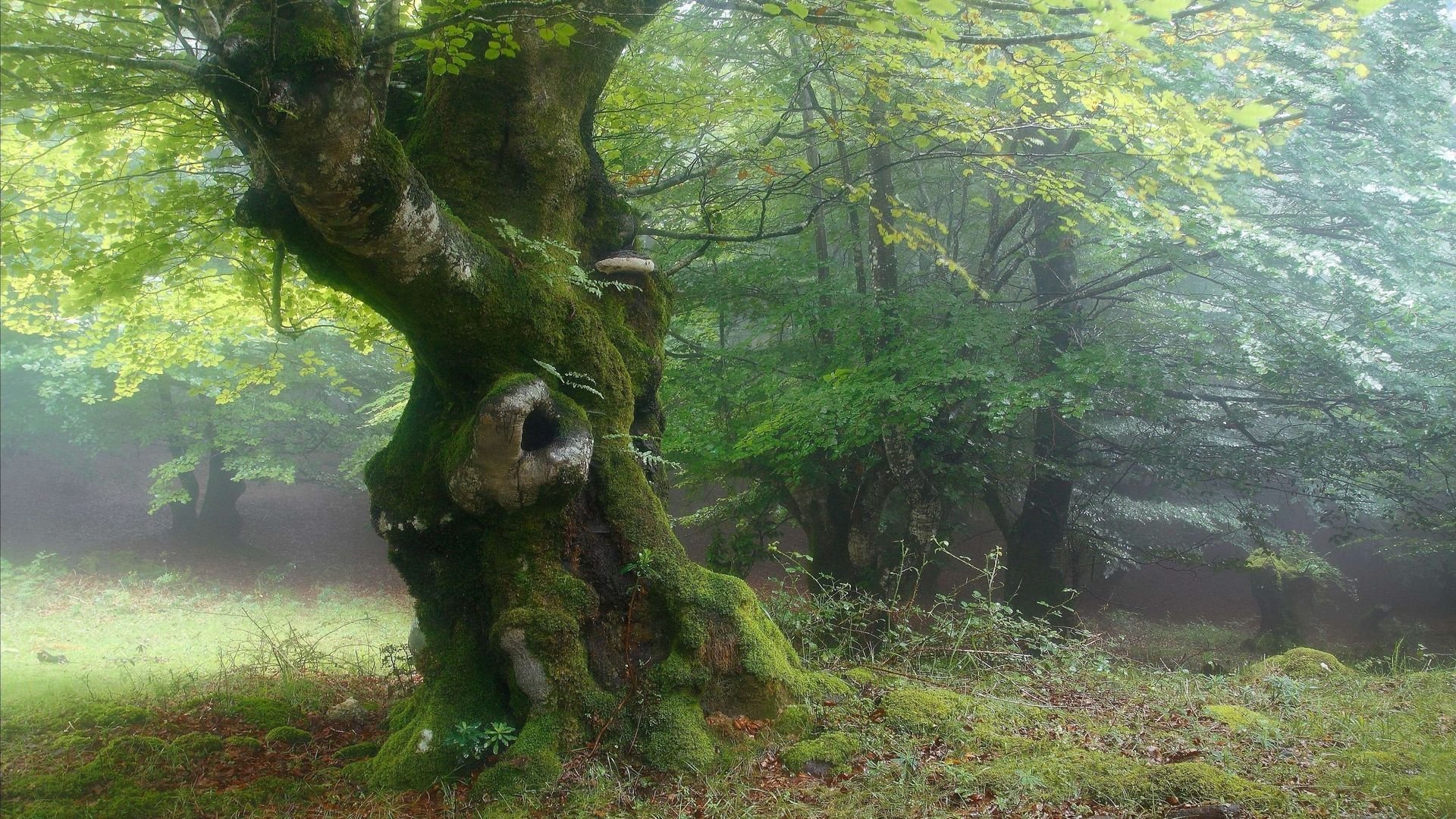 Забрались в чащу. Шервудский лес в Англии. Лесная опушка дремучего леса. Bosco delle Querce (дубовый лес). Беловежская пуща деревья.