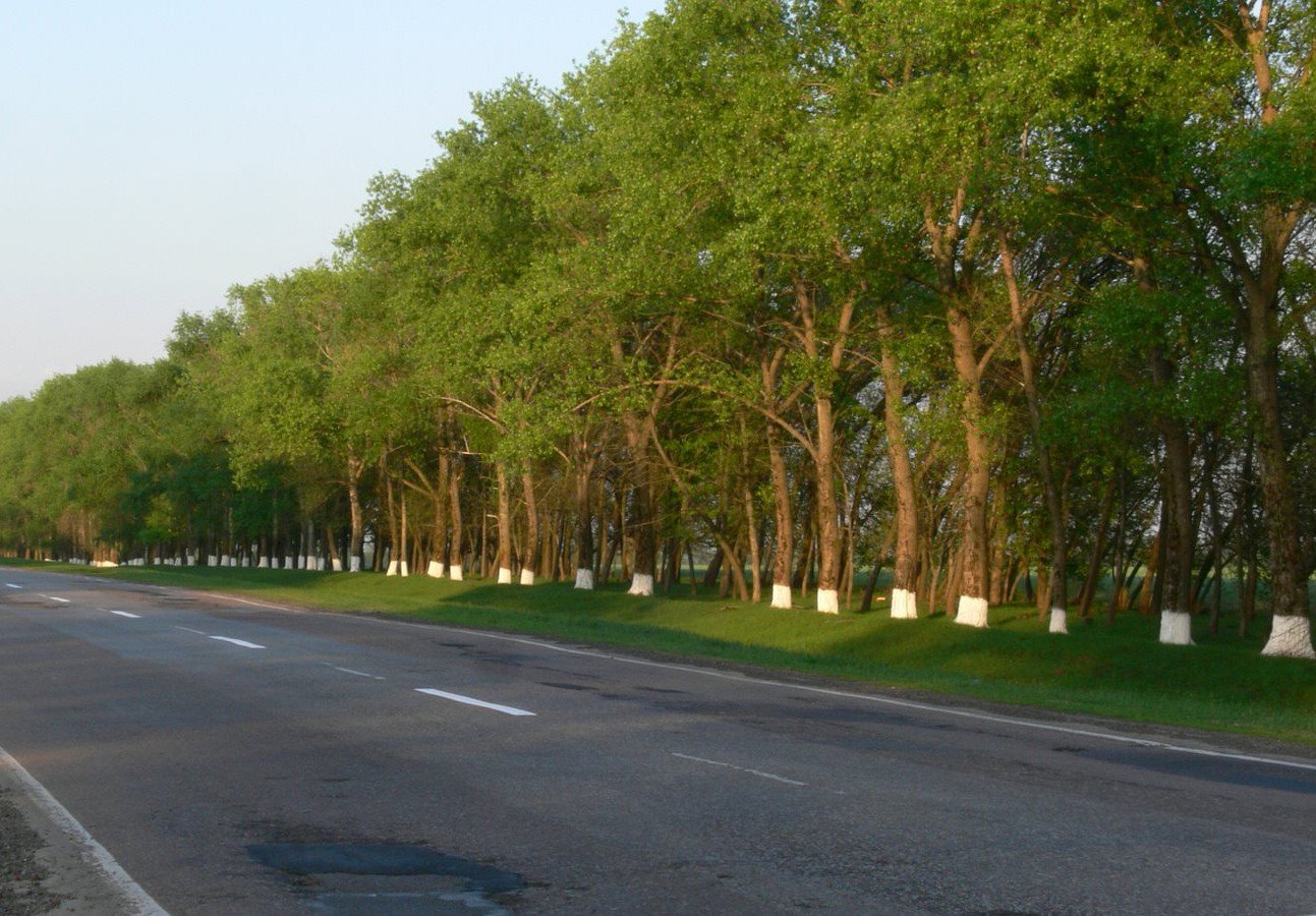 Тополя лесополосы. Зеленые насаждения вдоль дорог. Деревья вдоль дороги. Зеленые насаждения у дороги.