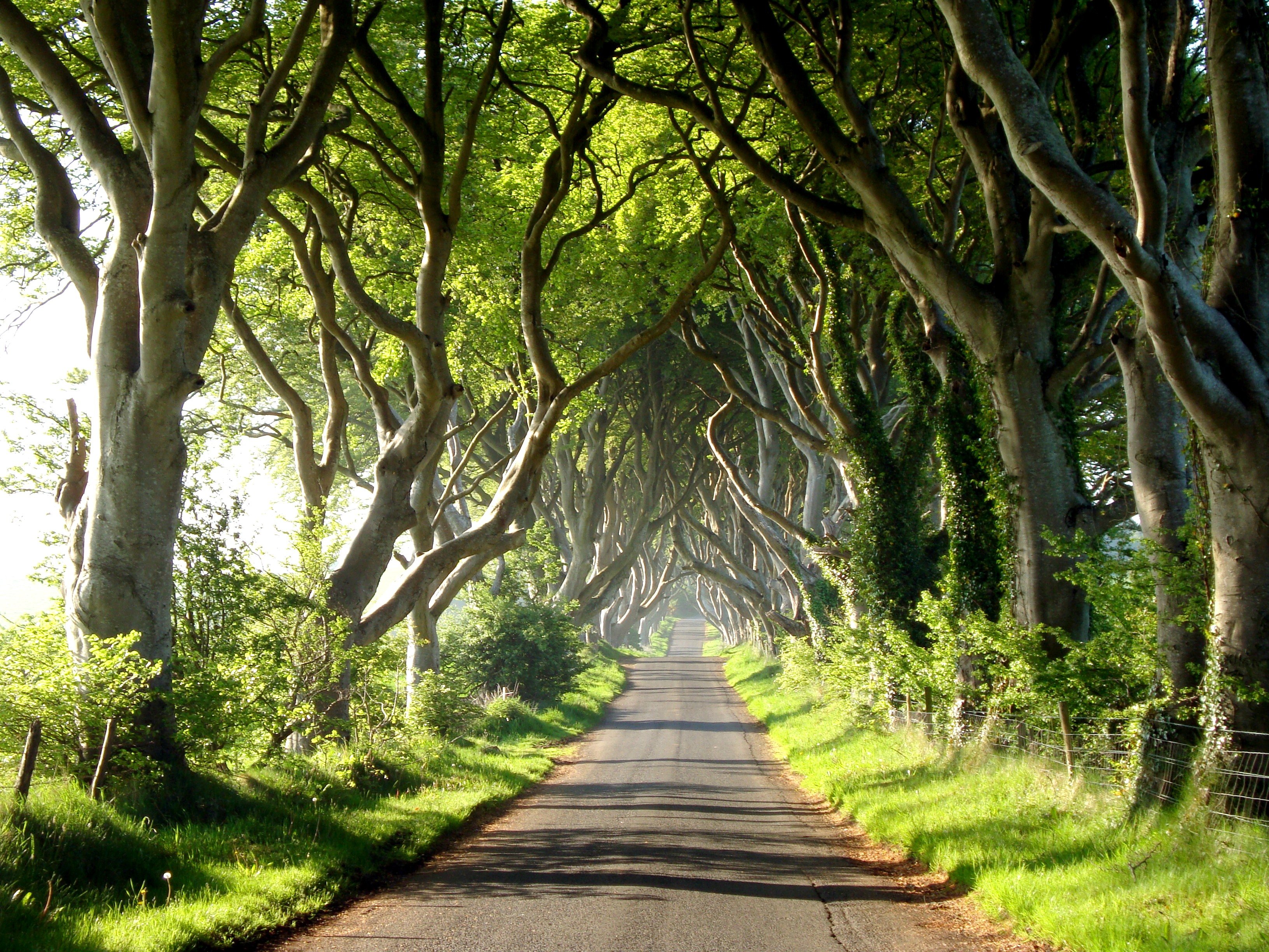 Деревья которые растут в аллее. Буковая аллея дарк Хеджес. Аллея дарк Хеджес Северная Ирландия. Буковая аллея в Северной Ирландии. Тисовая аллея в Англии.