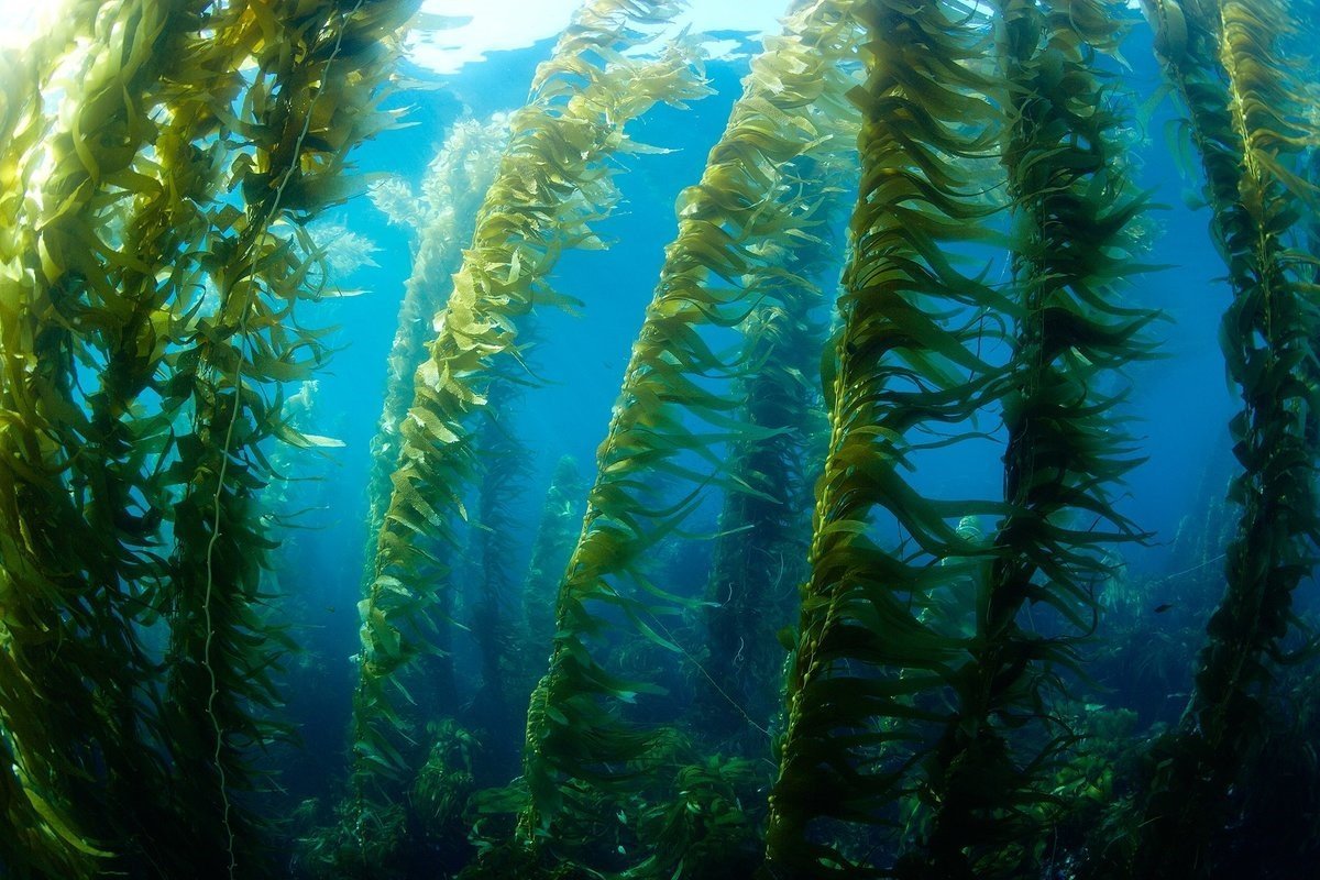 Растительный тихого океана. Макроцистис водоросли. Водоросли келп ламинариевые. Бурые водоросли макроцистис. Ламинарии, макроцистис и фукусы.