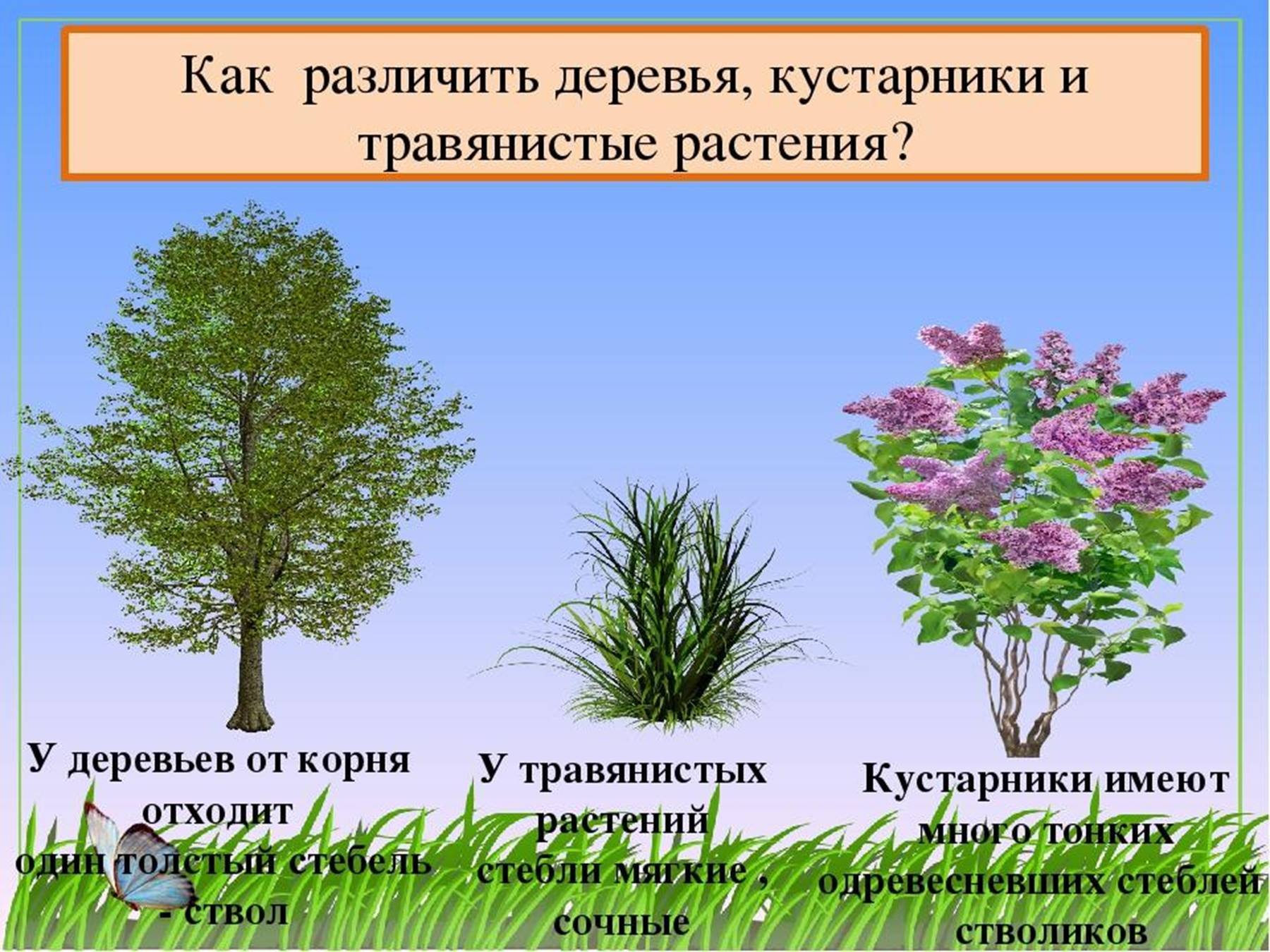 Как отличить куст. Отличие дерева от кустарника. Различия между деревом и кустарником. Травянистые растения деревья. Дерево кустарник травянистое.