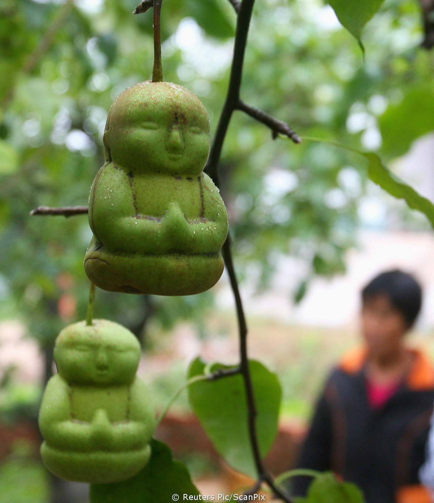 Дерево с плодами похожими. Китайская груша Будда. Китайская груша в форме Будды. Груши в Китае Будда. Груша в форме Будды.