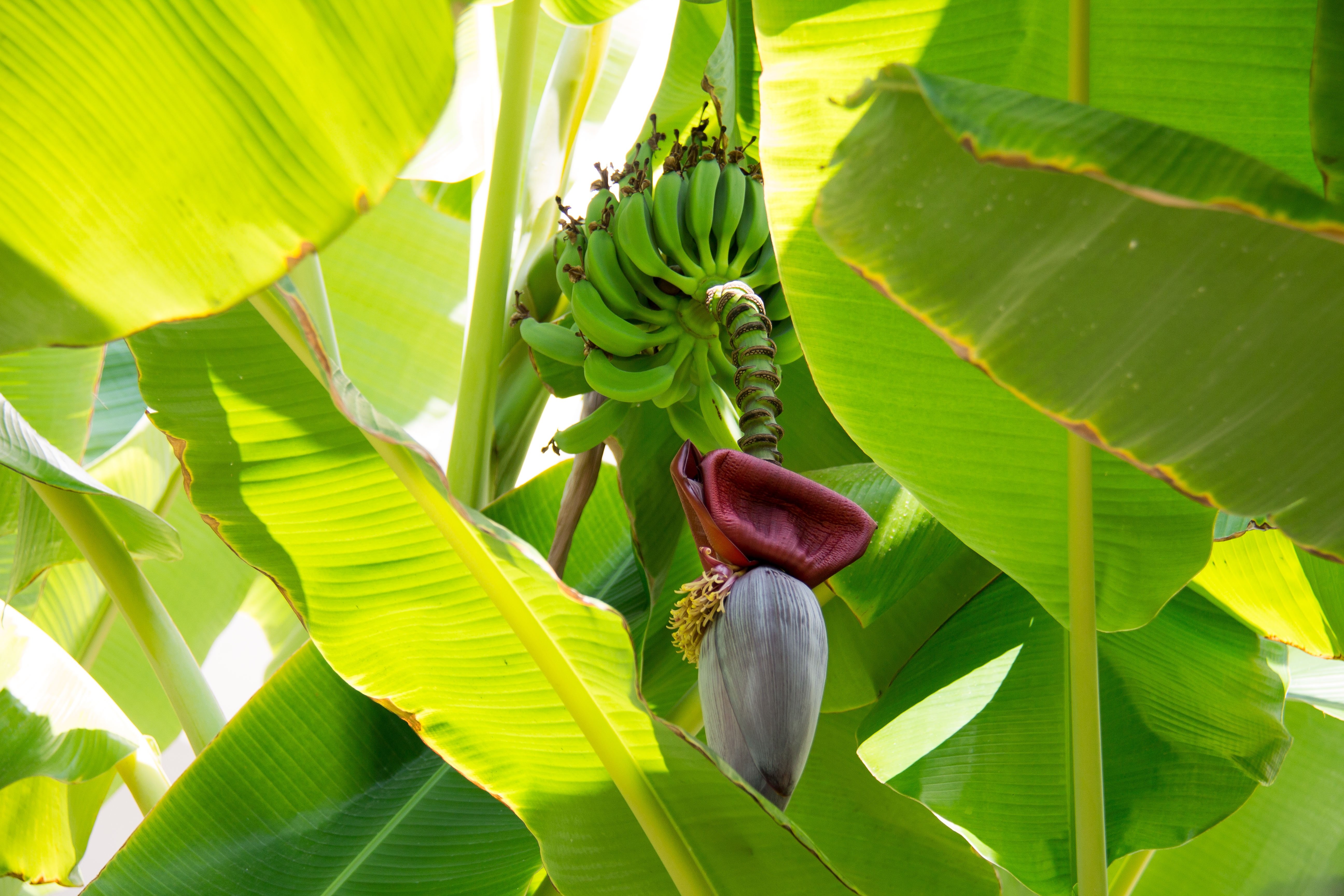 Где растут бананы дерево. Банановая Пальма Лоо. Растение банановое дерево. Banana Palm - банановая Пальма. Банановая Пальма высота.