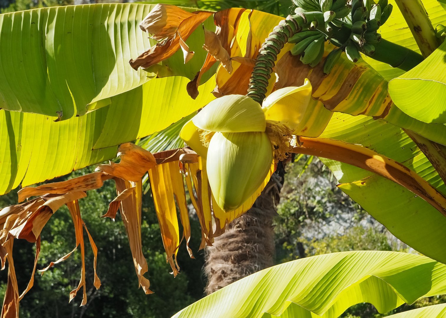 Бананы растут в россии. Бананановое дерево Абхазия. Банановое дерево в Абхазии. Гагры банановое дерево. Банановая Пальма в Абхазии.