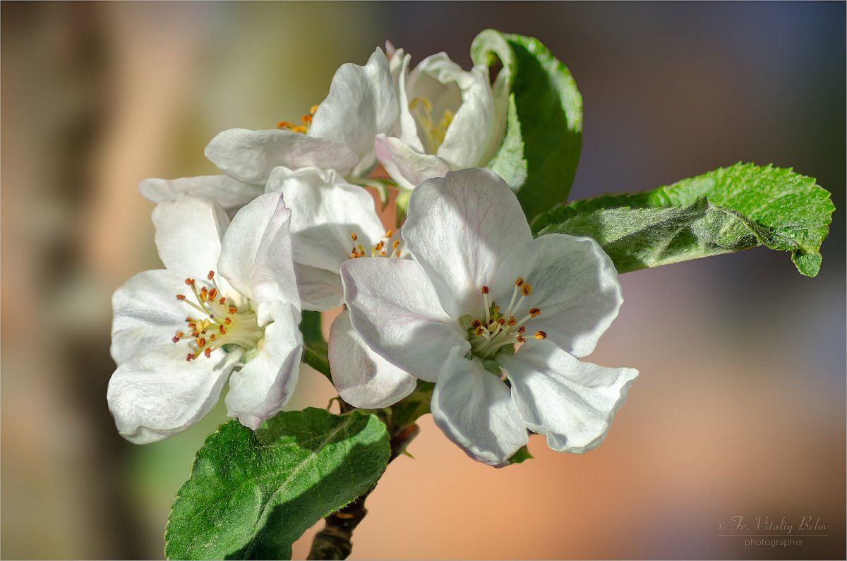 Цветок яблони правильный. Яблоневый цвет Белокуриха. Вохмянин цветущие яблони. Яблони в цвету. Пушистые цветы яблони.