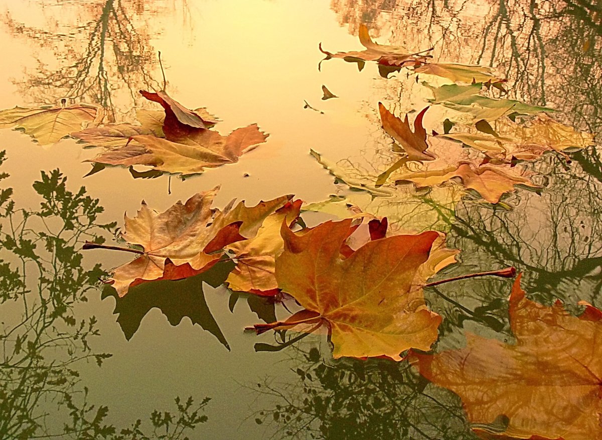 Осенние зарисовки. Падающие листья. Лист на ветру. Осень листопад. Летящие по ветру листья