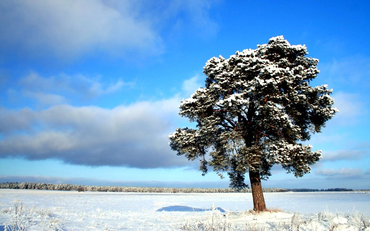Как выглядит дерево зимой. Зимнее дерево. Сосна зимой. Деревья в снегу. Сосны в снегу.