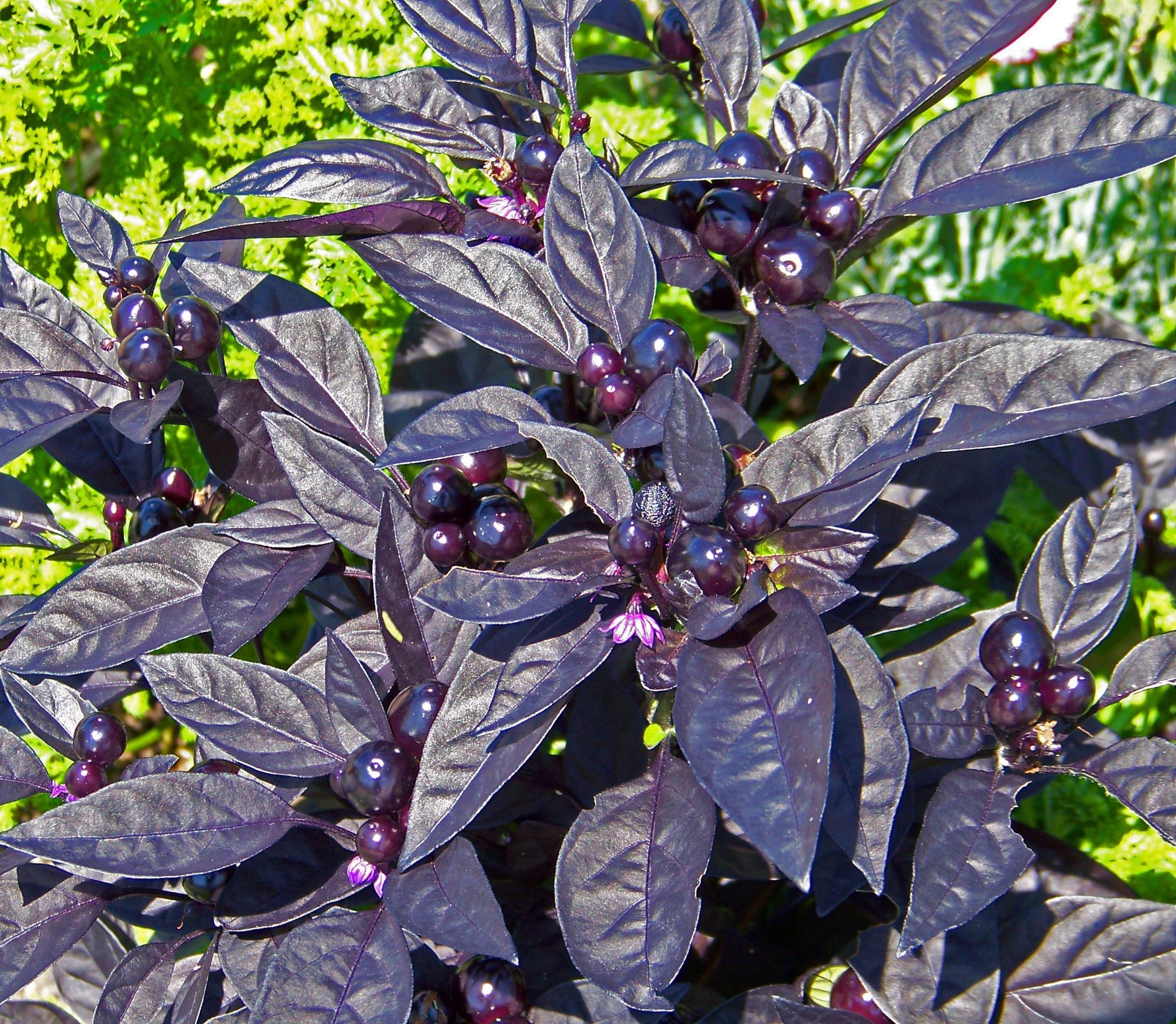 Комнатное растение с темными листьями. Перец декоративный черный жемчуг. Capsicum annuum ‘Black Pearl’. Декоративный перец капсикум фиолетовый. Перец черная Жемчужина декоративный.