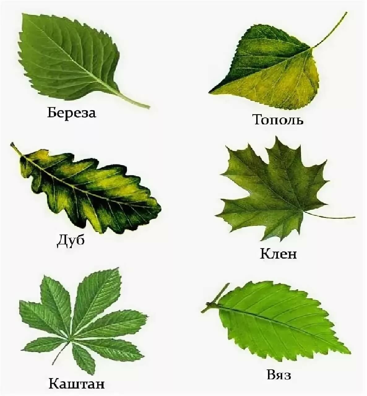 Насколько листья