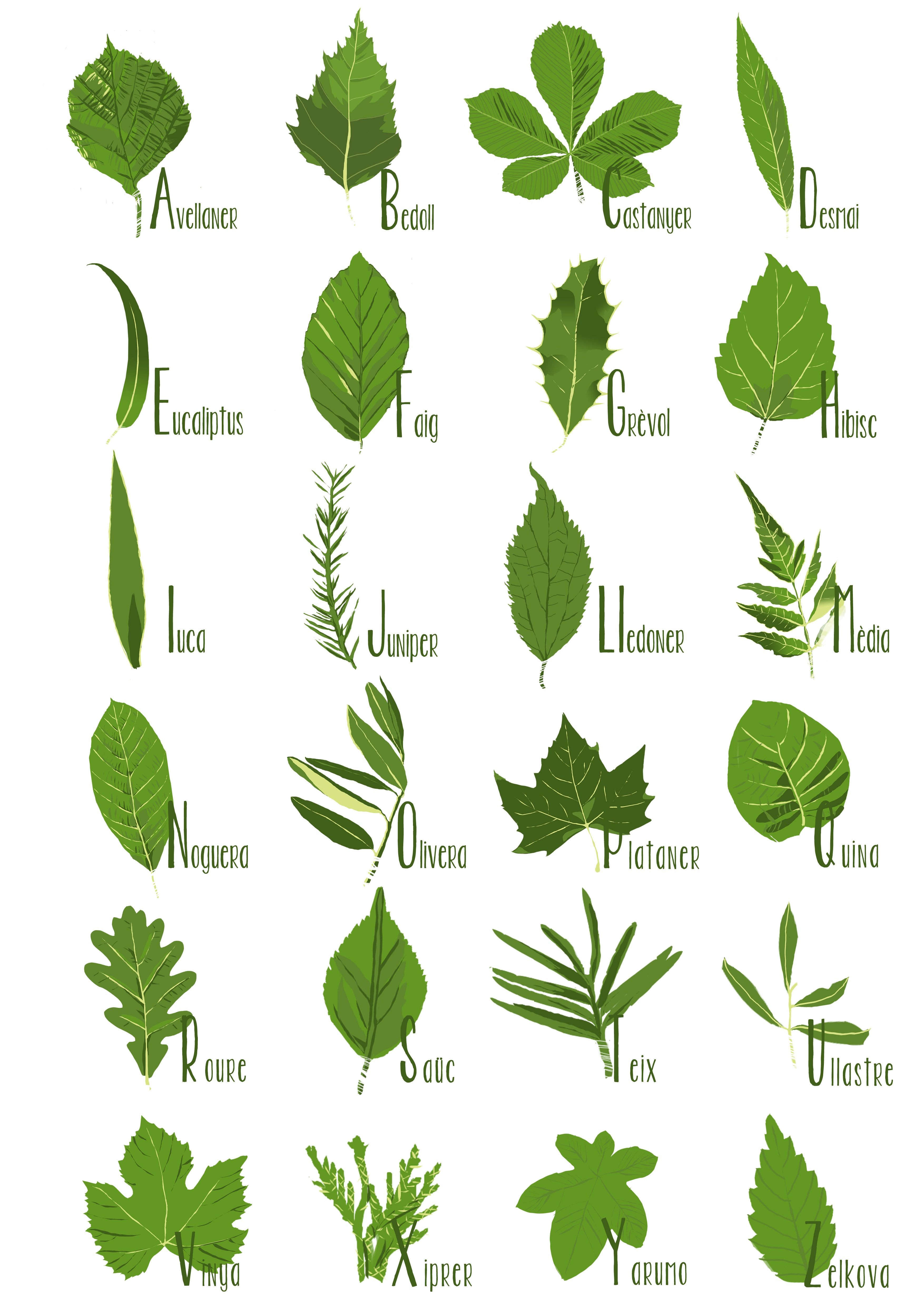 Фото листьев кустов с названиями