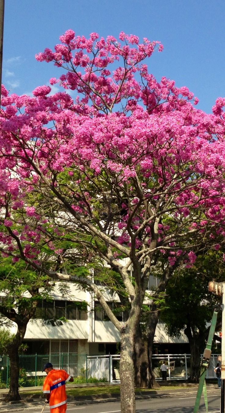 Розовое дерево в сочи. Розовое дерево пау Бразил. Цветущее дерево на юге. Дерево с розовыми цветами в Крыму. Розовое дерево название.