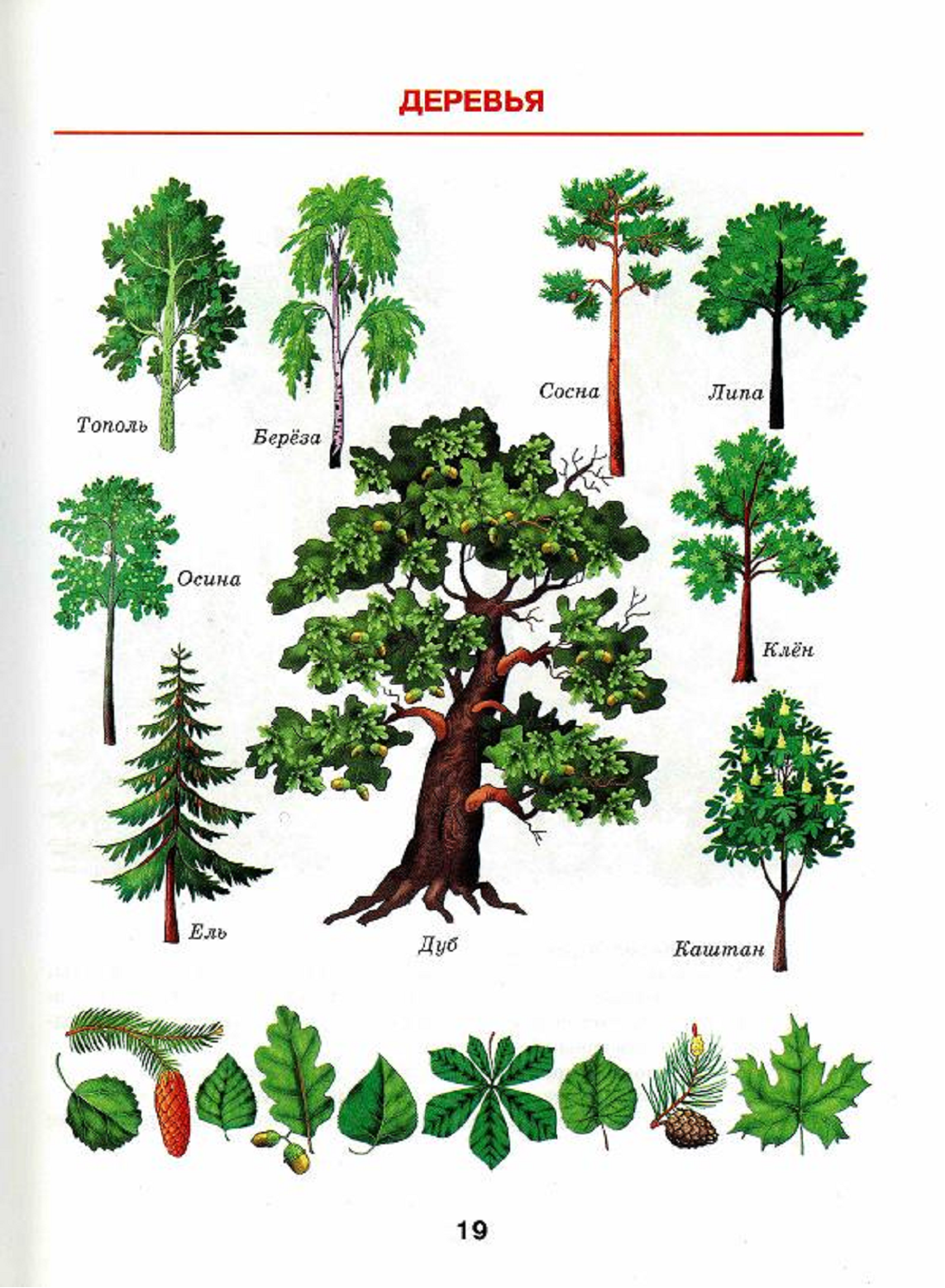 Лиственные деревья для детей. Лиственные деревья для дошкольников. Лиственные деревья названия. Дерево картинка для детей.