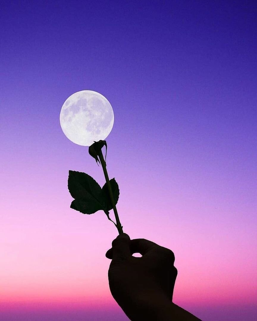 Одинокая луна розовая. Луна и цветы. Цветы ночью. Розы под луной.