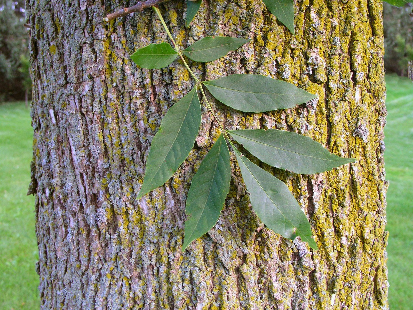 Листосос ясеневый сканворд 6. Ясень маньчжурский Fraxinus mandshurica. Fraxinus Americana листья. Ясень американский (Fraxinus Americana). Ясень однолисточковый.