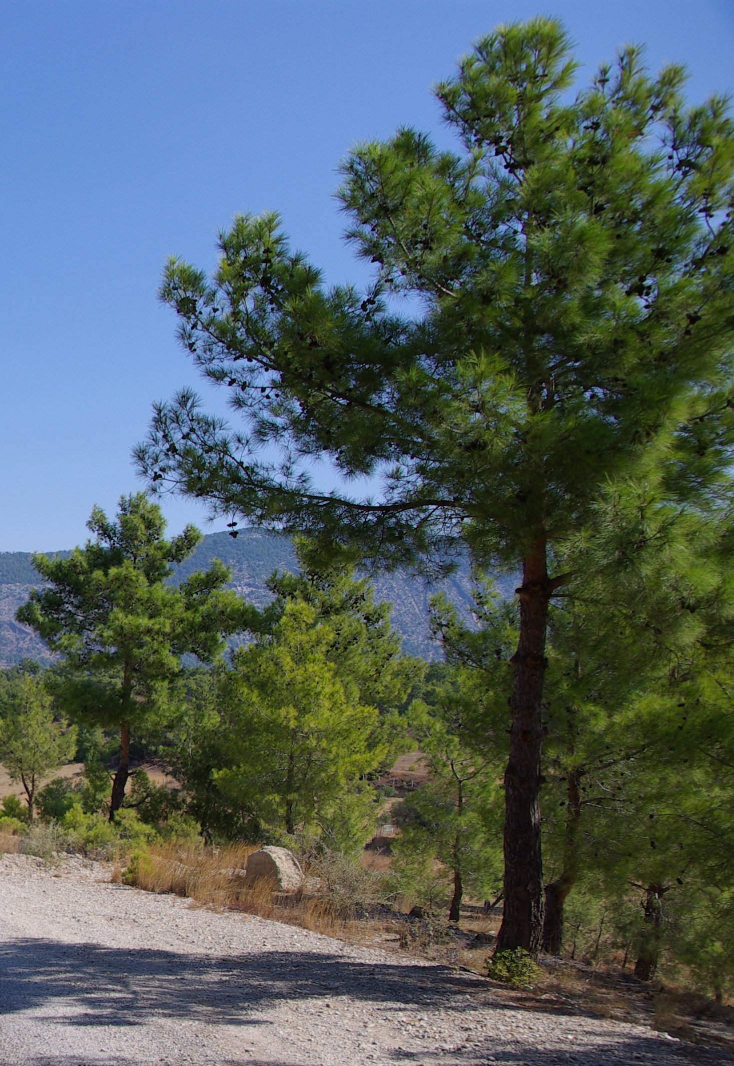 Хвойные турции. Сосна турецкая калабрийская. Pinus brutia. Сосна калабрийская Pinus brutia. Сосна черная калабрийская.