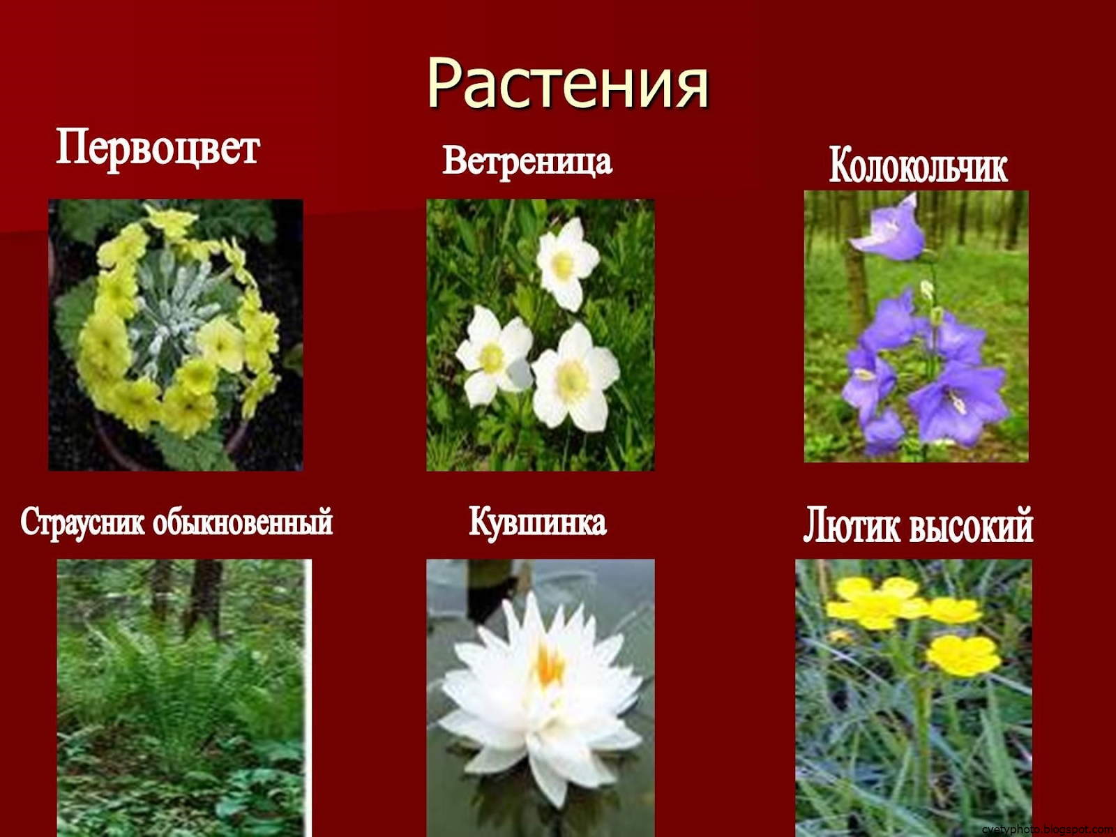 Растения россии примеры