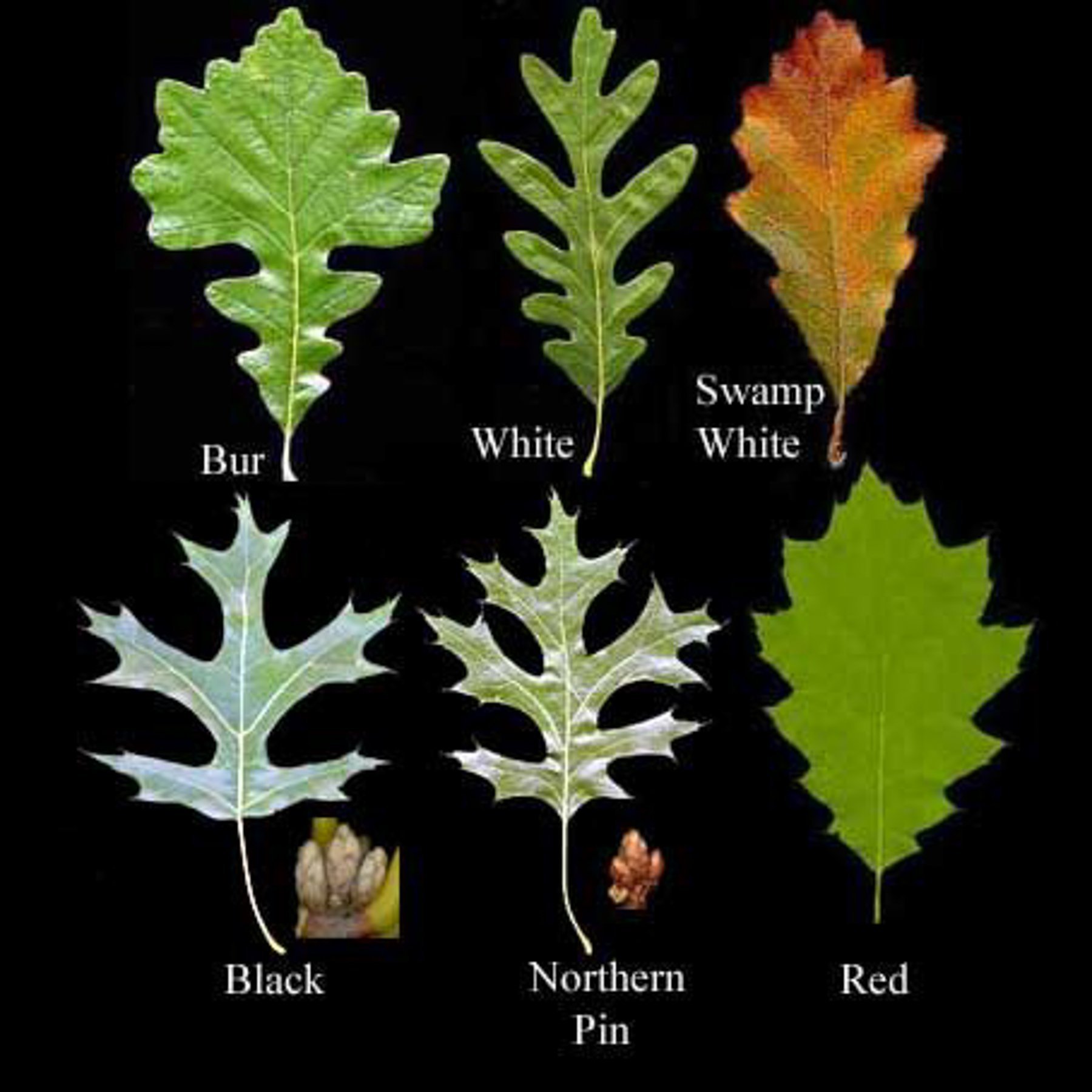 Дуб черешчатый (Quercus Robur). Дуб черешчатый лист Тип листа. Дуб черешчатый окраска листьев. Систематика дуба черешчатого.