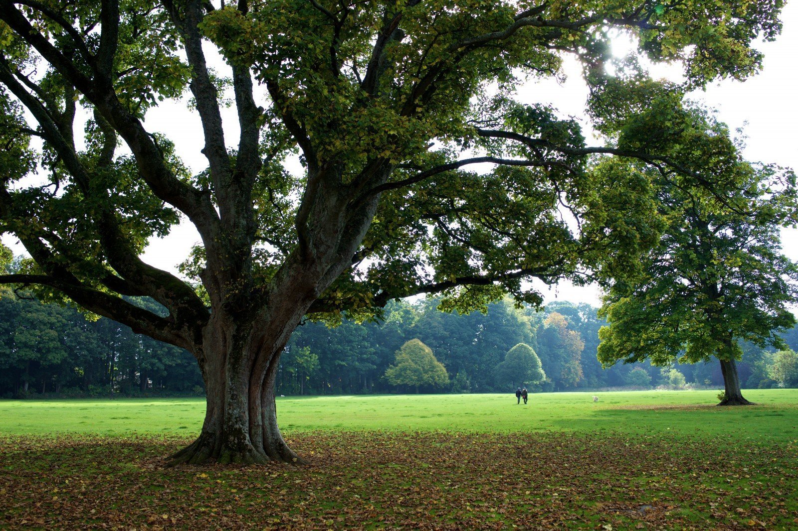 Русский дуб дерево. Дуб парк Фредвилл, Нонингтон, Великобритания. Дуб черешчатый раскидистая крона. Дуб черешчатый Дубрава.