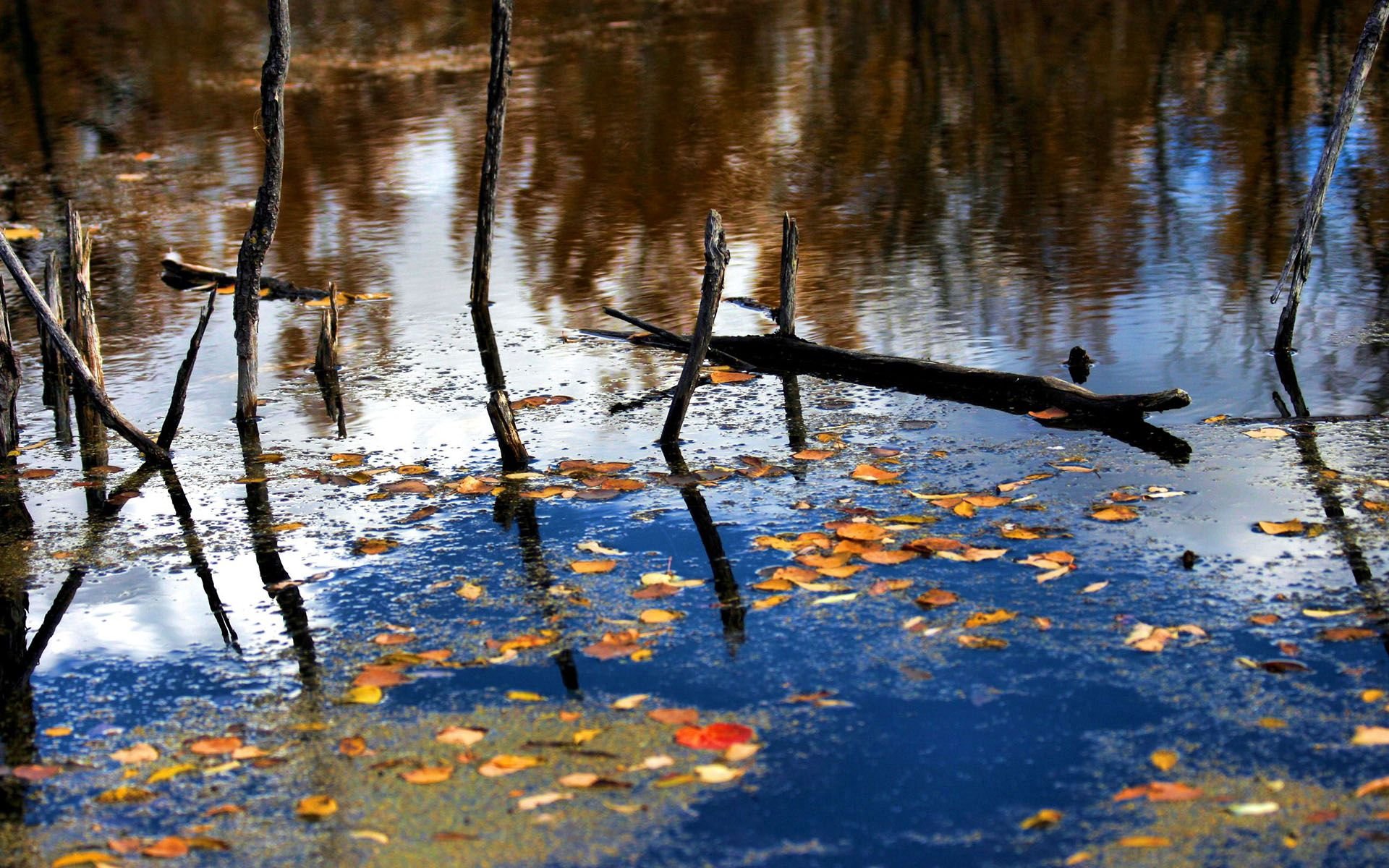 Отражение деревьев в воде. Отражение в воде. Осень отражение в воде. Деревья отражаются в воде.