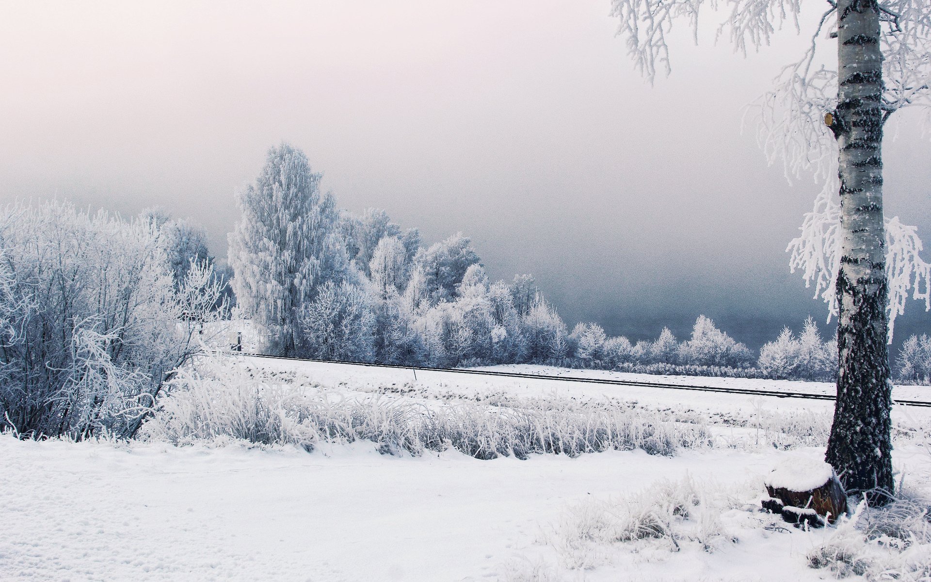 Зимний лес. Пасмурный зимний день. Зима снег. Февральский пейзаж. Колышется густой пеленой