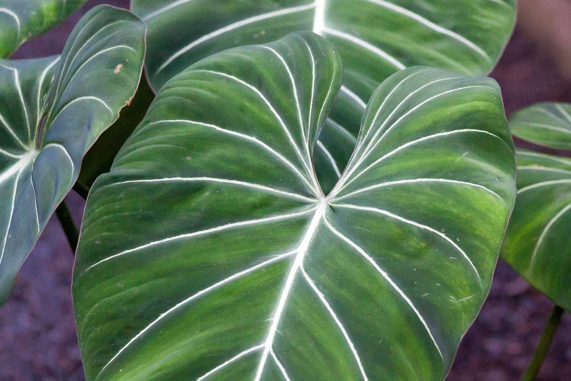 Комнатные растения большие листья фото с названиями. Филодендрон Сплендид. Филодендрон Gloriosum. Филодендрон глориозум. Филодендрон глориозус.