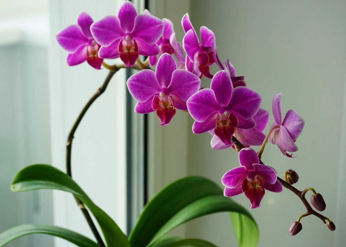 Цветочек орхидея. Орхидея фаленопсис. Фаленопсис Serena.