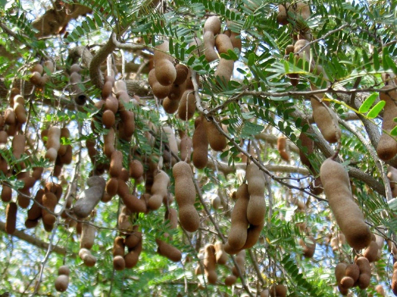Дерево с плодами похожими. Манильский тамаринд. Акация тамаринд. Тамаринд плоды. Тропические фрукты тамаринд.