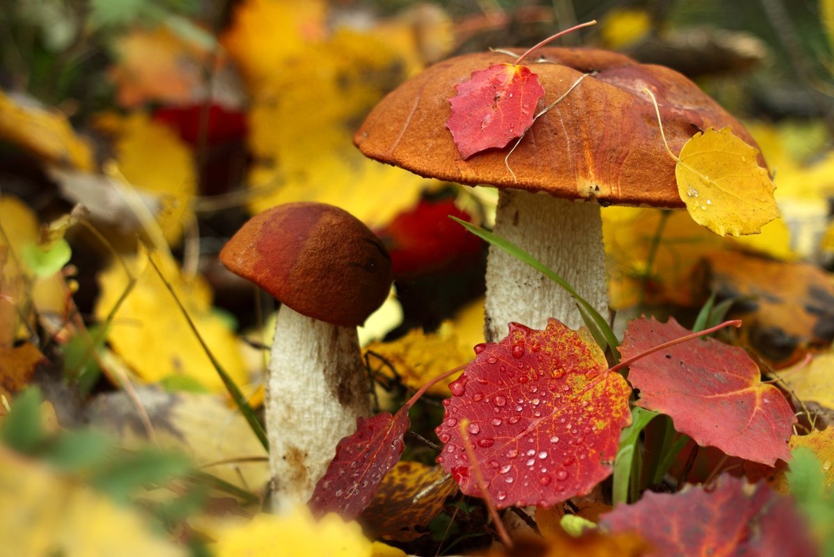 Осень. Осенние грибы. Сентябрь природа.