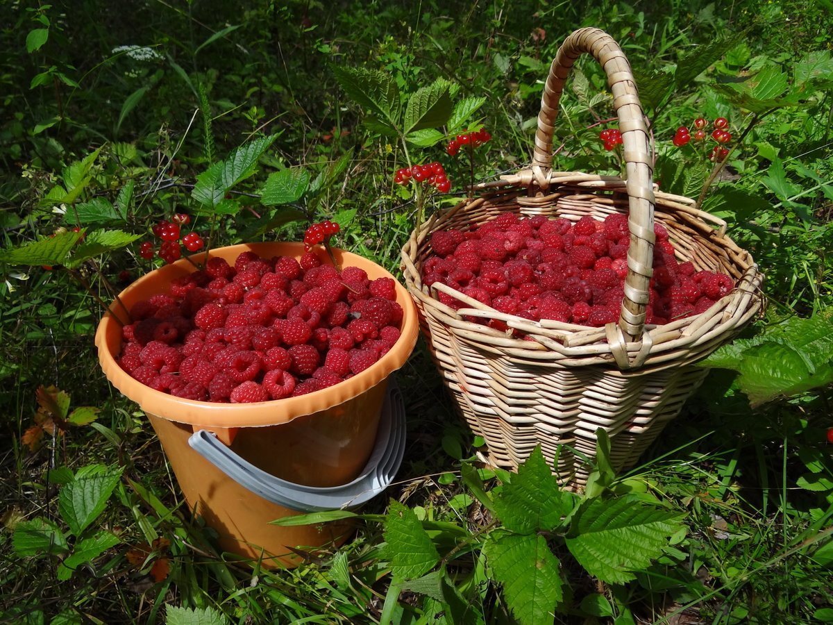 Найди ягодка. Дикорастущая малина. Дачные ягоды. Сбор дикорастущих ягод. Ягоды в лесу.