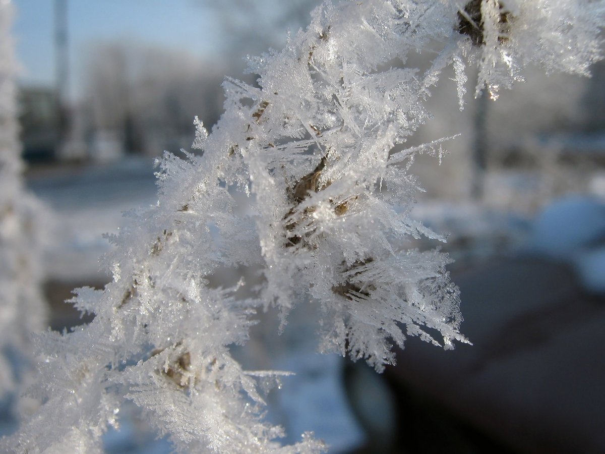 Метели растение. Оймякон туман изморозь. Кристаллическая изморозь. Ледяная ветка. Снежный иней.