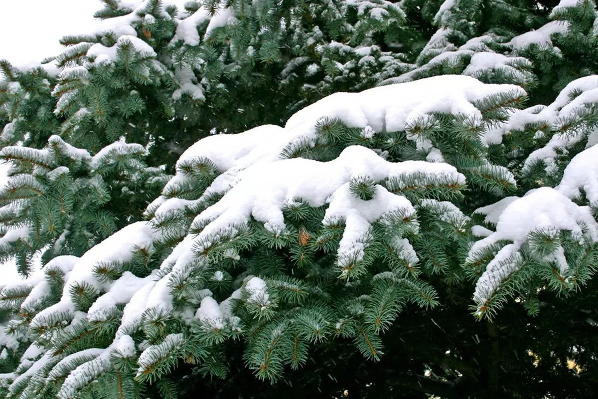 Зеленые ели в снегу. Еловые лапы в снегу. Пушистые зимние ели. Зеленые елки в снегу. Зеленые елки зимой.
