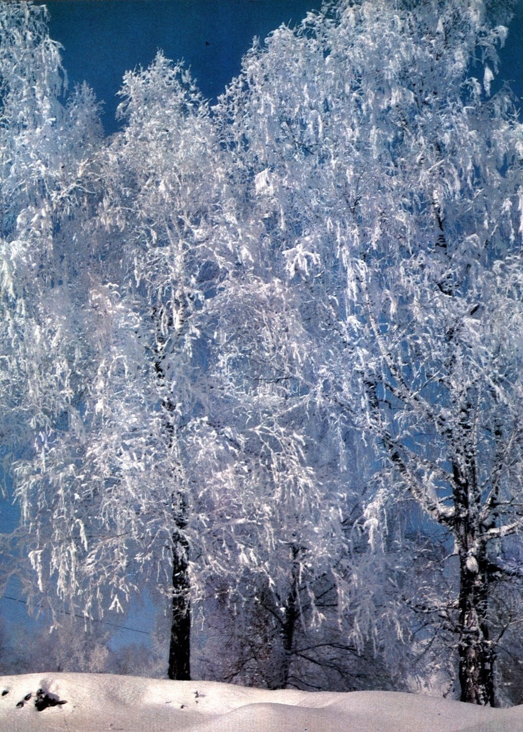 Хрустальная березка. Береза зимой. Снежные деревья. Зимнее дерево. Деревья в серебре.