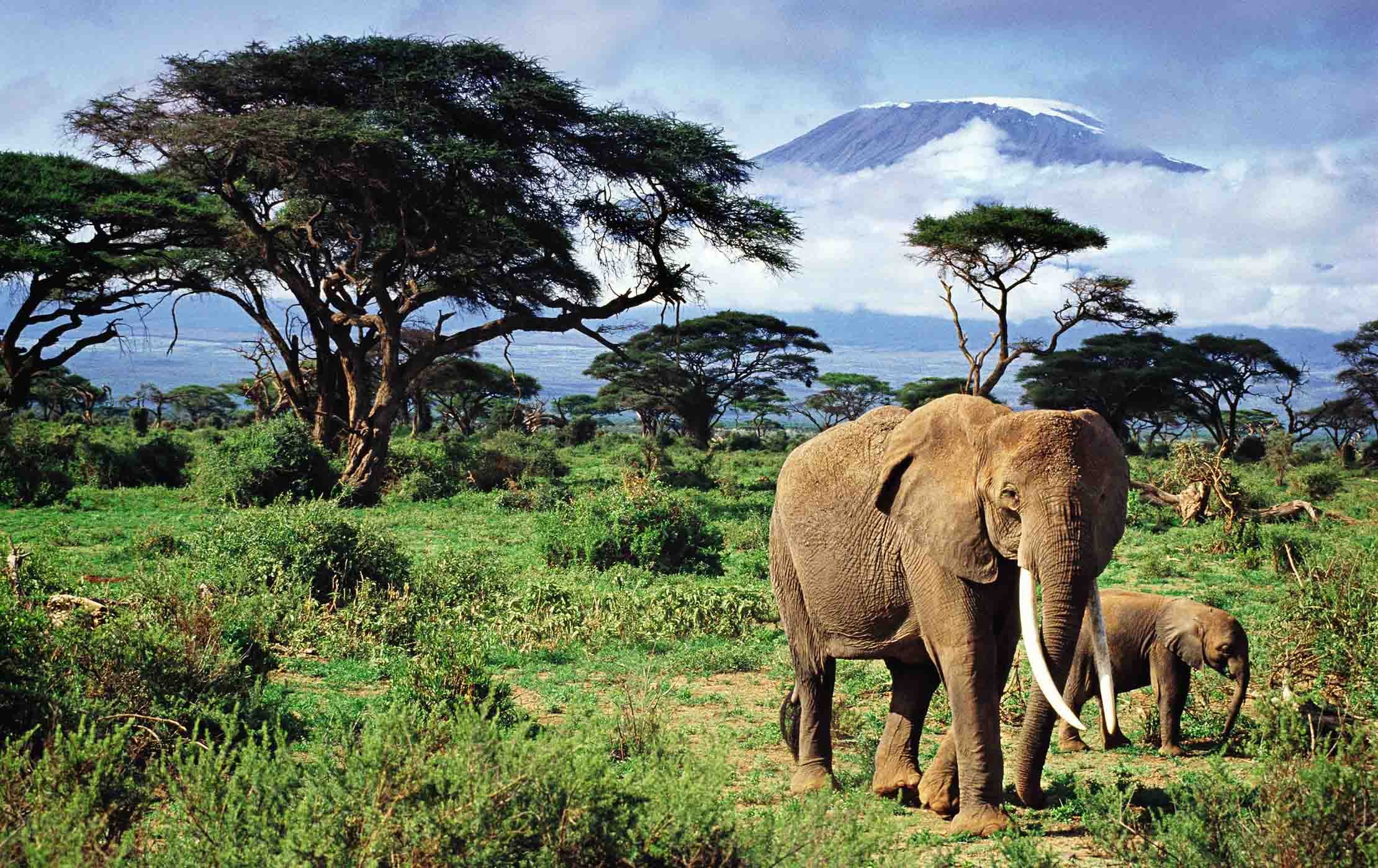 В какой природной зоне африки обитает слон. Национальный парк Гашака Гумти. Национальный парк Килиманджаро животные. Саванны Африки.