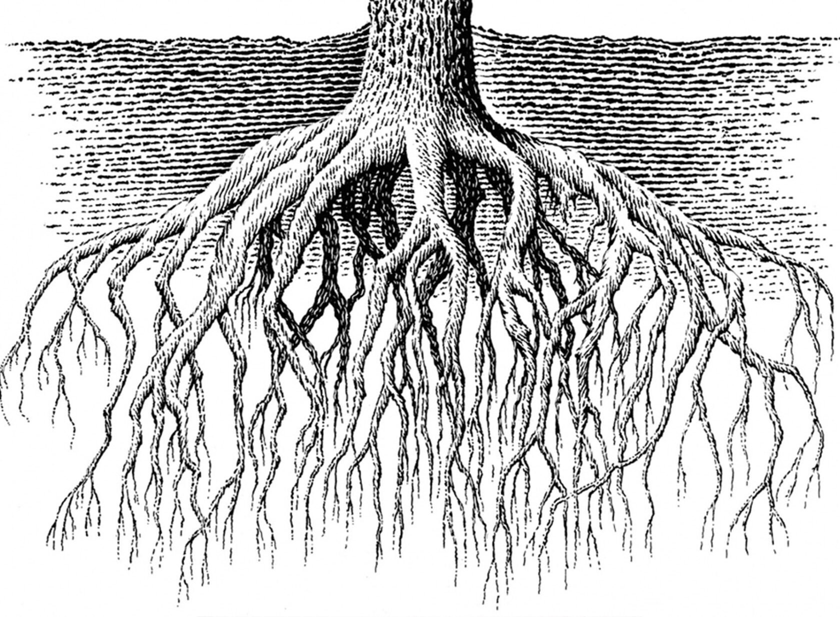 Корни картинка для детей. Корень рисунок. Самый длинный корень. Корневая система клена. Дерево с корнями рисунок.